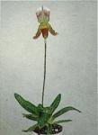 Paphiopedilum