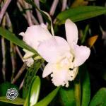 Cattleya georgiana