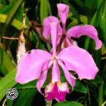 Cattleya warneri