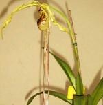 Phragmipedium caudatum (Lindl.) Rolfe.