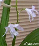 Bletilla striata alba flowers