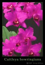 Cattleya bowringiana Veitch.