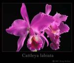 Cattleya labiata