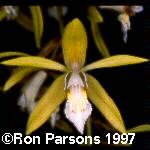 Coelogyne rochussenii