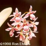 Epidendrum mamoratum