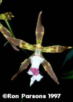 Odontoglossum aspidorrhinum