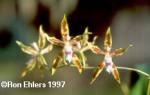 Odontoglossum constrictum