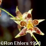 Odontoglossum hollii-elegans