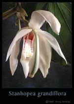 Stanhopea grandiflora