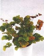 Adiantum grossum 'Bicolor'