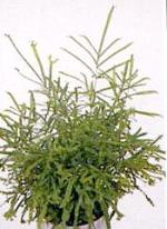 Pteris cretica 'Roeweri'