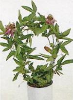 Passiflora victoria
