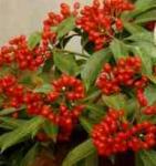 Skimmia