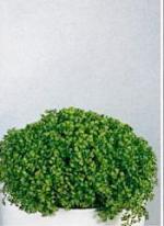 Selaginella apoda