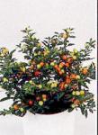 Solanum