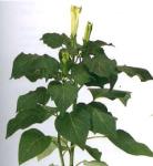 Datura