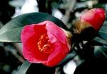 Camellia