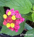 Lantana