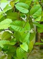 Cissus antarctica Vent.